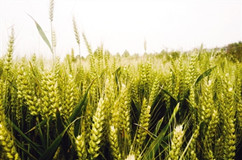 res01_attpic_brief (1)_副本.jpg